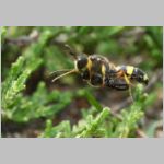 Cerceris rybyensis - Knotenwespe 37b mit Lasioglossum - Furchenbiene - Sandgrube Niedringhaussee.jpg